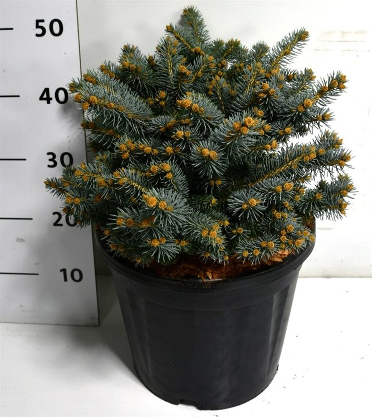 Picea pungens 'Glauca Globosa' - C12 30-35 CM